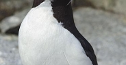 razorbill_msi_v_1052_can0669.jpg